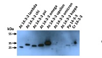 14-3-3 GRF | General regulatory element in the group Antibodies Plant/Algal / Plant Developmental Biology / Plant Signal Transduction at Agrisera AB (Antibodies for research) (AS12 2119)